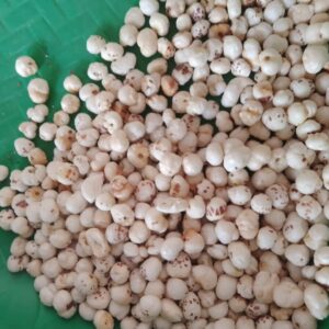 4 SUTA Makhana
