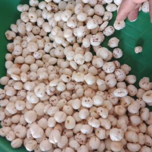 5 SUTA Makhana
